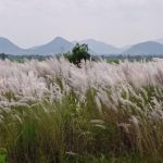 ସ୍ୱଚ୍ଛତା ହିଁ ସେବା କାର୍ଯ୍ୟକ୍ରମ ଅନୁଷ୍ଠିତ