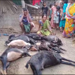 ଘୁମୁରା ଗ୍ରାମରେ ଅଖଣ୍ଡ ଅଷ୍ଟପ୍ରହରୀ ନାମଯଜ୍ଞ ଅନୁଷ୍ଠିତ…