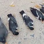 ମାଣ୍ଡିଆ କ୍ରୟ ପାଇଁ ବାହାରିଲା ରଥ…